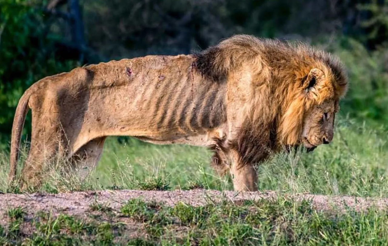 A starving lion