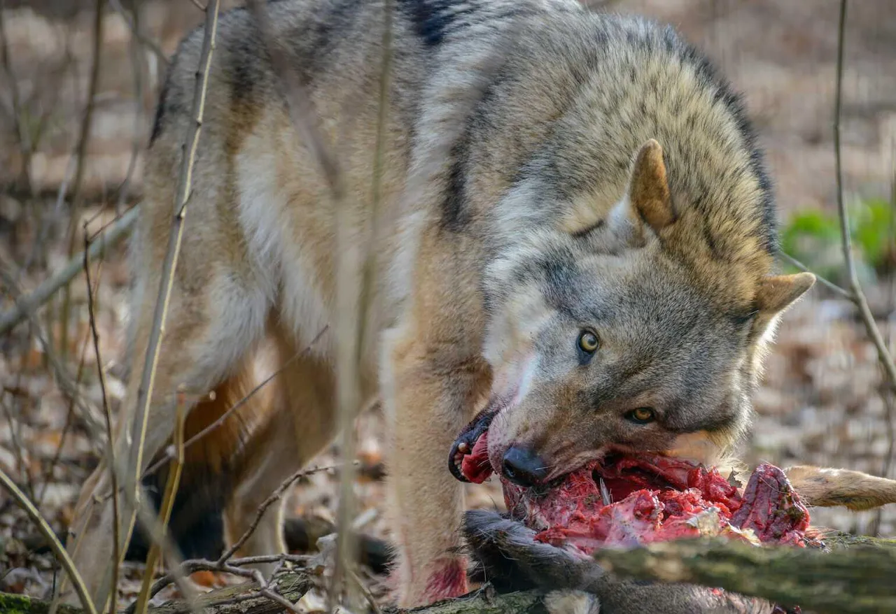 A wolf eating its prey