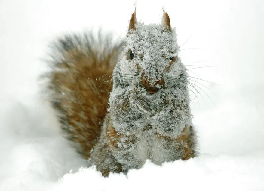 A squirrel covered in snow
