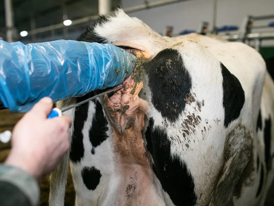 A cow being artificially inseminated