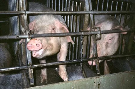 Pigs in cages