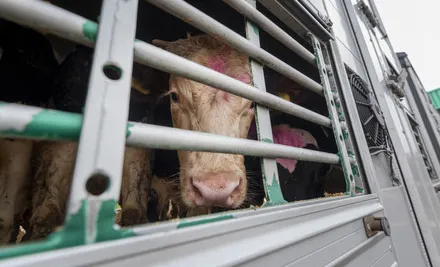 Cows being transported