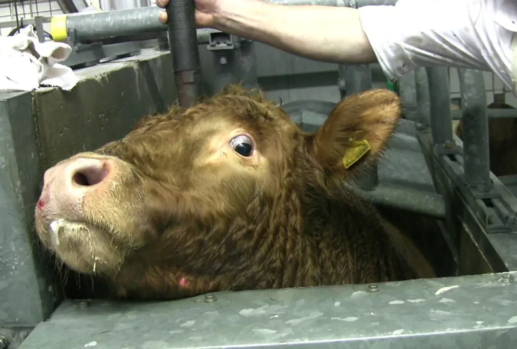 A cow being slaughtered with a bolt gun